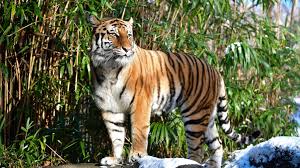 A Bronx Zoo Tiger Tests Positive for COVID-19, the First Known Non-Domesticated Animal with the Virus