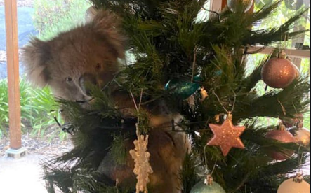 Koala visits Australian family Christmas Tree