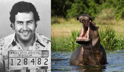 Invasive Cocaine Hippopotami Run Rampant in Colombia—Ruled Legally People in U.S. Court