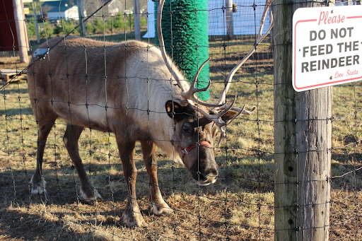 A curious reindeer at Dzen Tree Farm in South Windsor, Connecticut