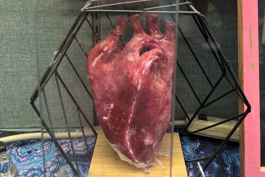 Heart on display in science classroom for students to learn about the circulatory system.