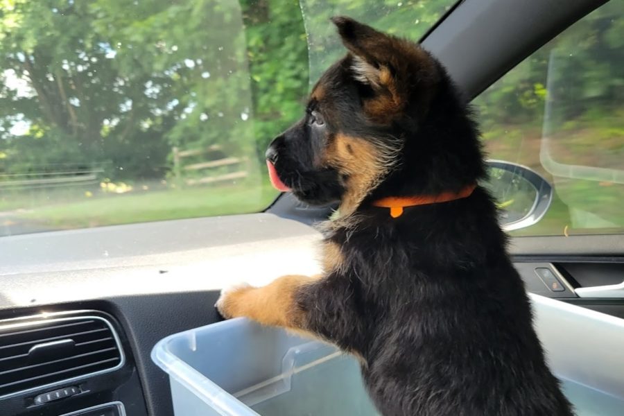German Shepherd Sheru enjoys his first car ride at just a few days old.