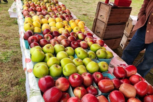 Display of apples from Bussa Orchards in South Glastonbury, CT.
