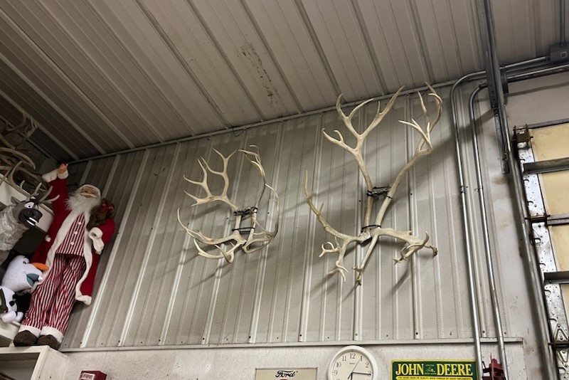 The antlers of the Dzen Christmas Tree Farm reindeer on display.