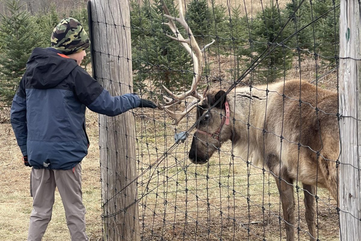 Visitors to the farm can see the reindeer in their enclosure.