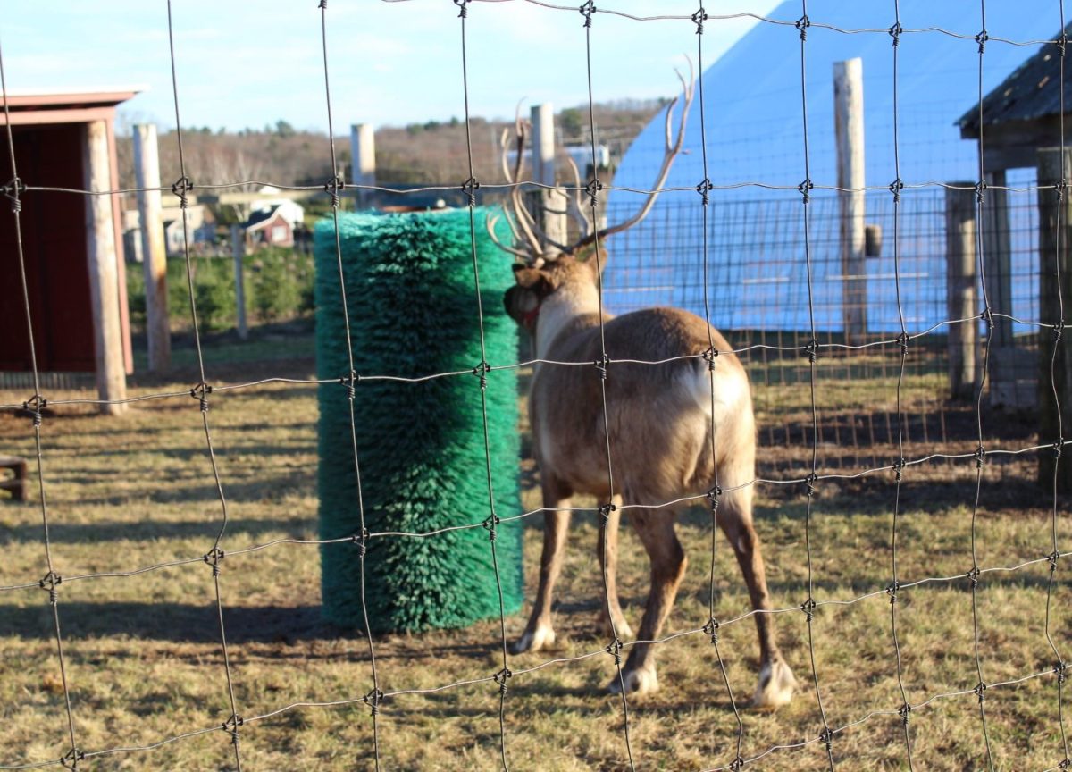 One of Dzen Tree Farm's reindeer uses his scratching post.