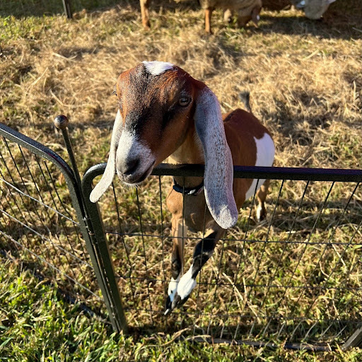 One of the animals shown at the Wapping Fair - a goat in its enclosure.(Emily Dalpe)