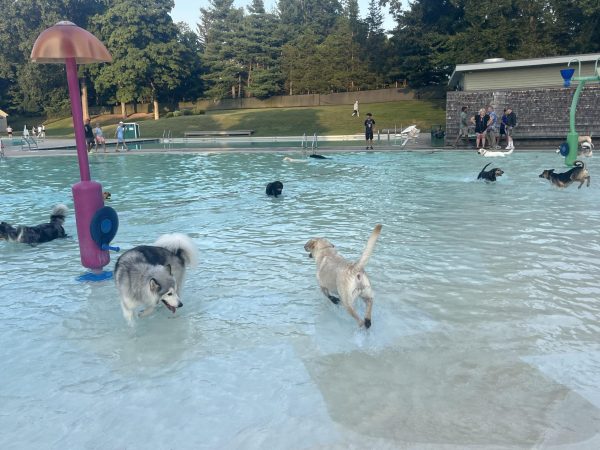 Two dogs at the Doggy Dip playing together in the shallow end of one of Veteran Memorials' pools. 