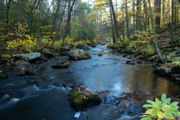 A moment captured in nature outside by a stream in the woods. (Ms. Tyler)