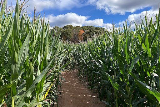 A view on the way into this year's themed corn maze, the mermaid. 