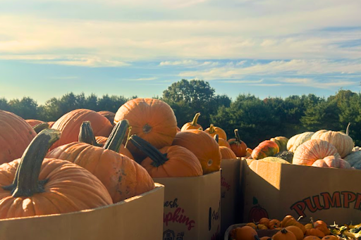 The famous Pumpkins sold by Foster Farms, that families can buy to decorate their homes. 