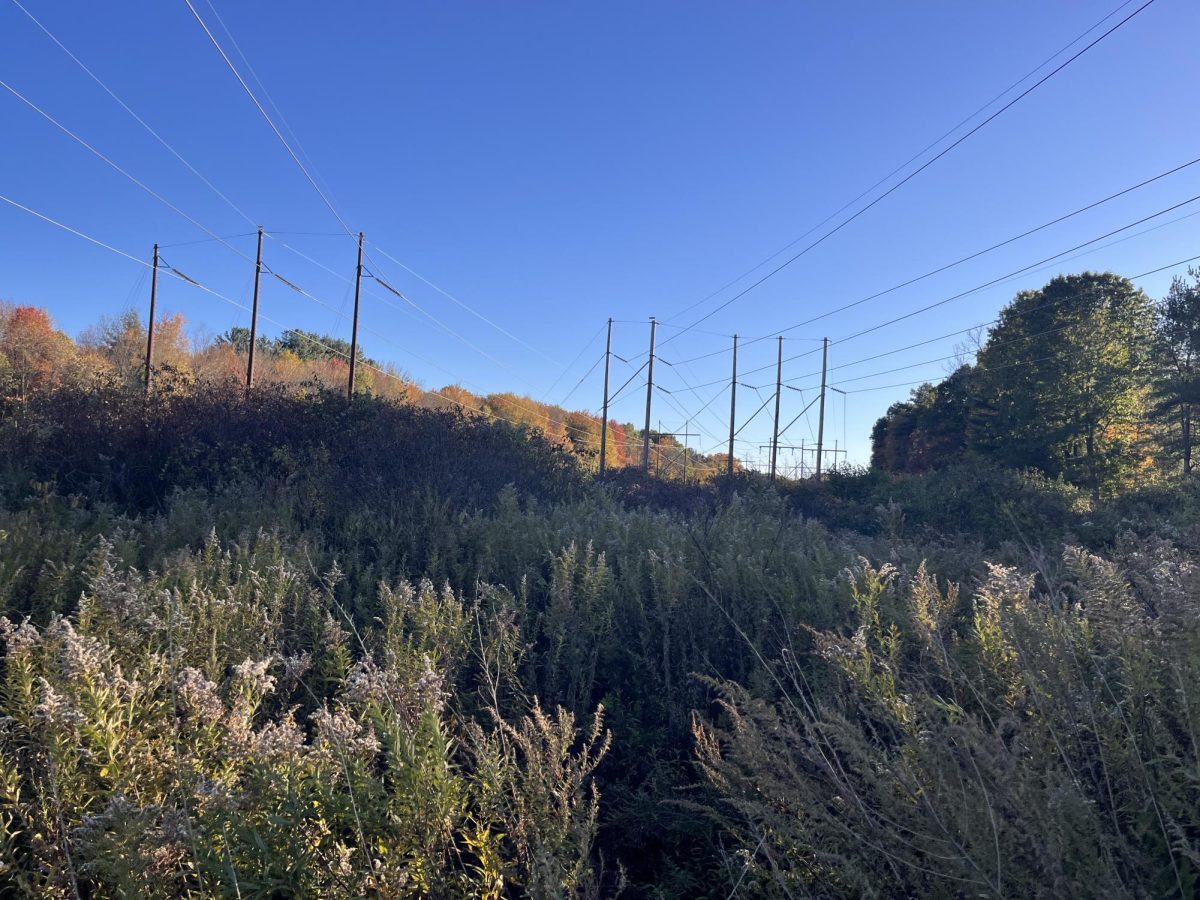 A patch of open space in South Windsor, containing many plants as well as invasive species like Japanese knotweed. 