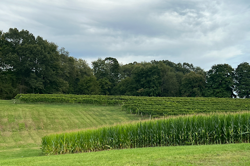 View of a part of Kathy Donatello's vineyard in South Windsor.