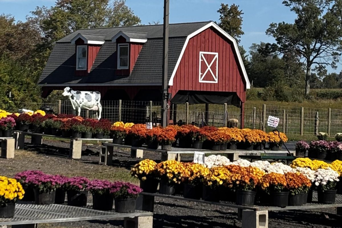 Burke Ridge Farm is selling "fire mums" this year at their store in Ellington. 