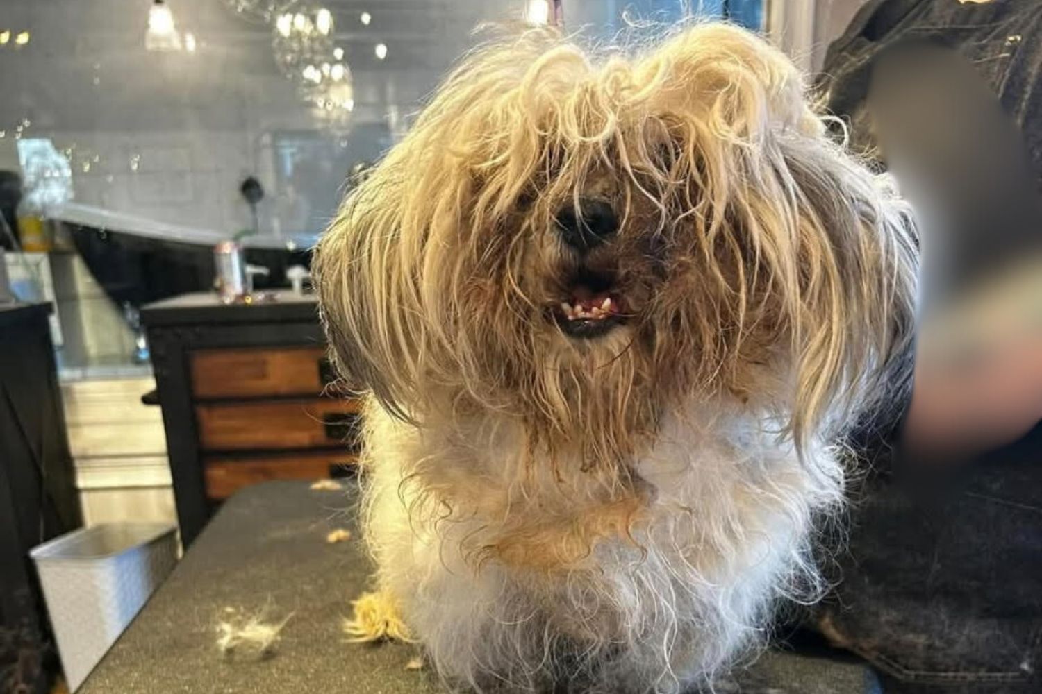 From a Stray Bit of Hope to a Household of Happiness