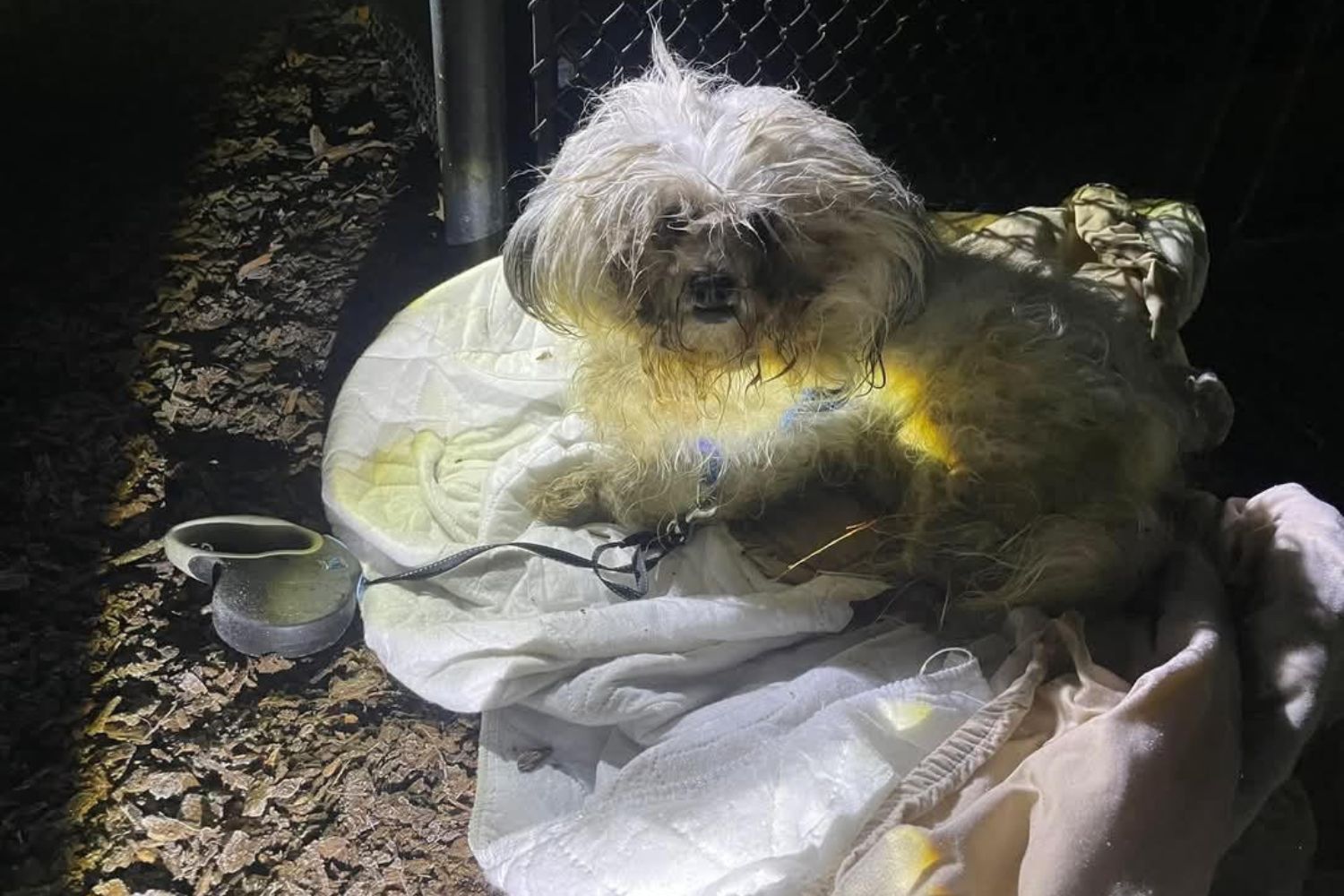 From a Stray Bit of Hope to a Household of Happiness