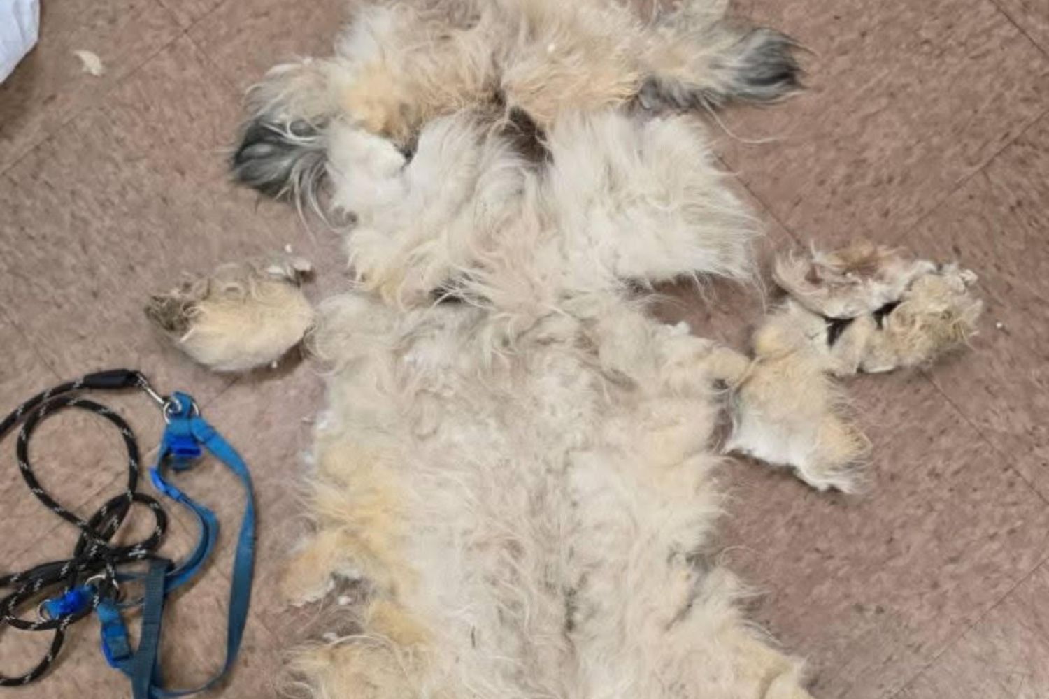 From a Stray Bit of Hope to a Household of Happiness