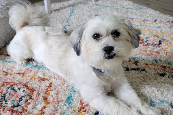 Charlie, living his best life as an adopted member of the Briggs family, lounges on the family's carpet. 
