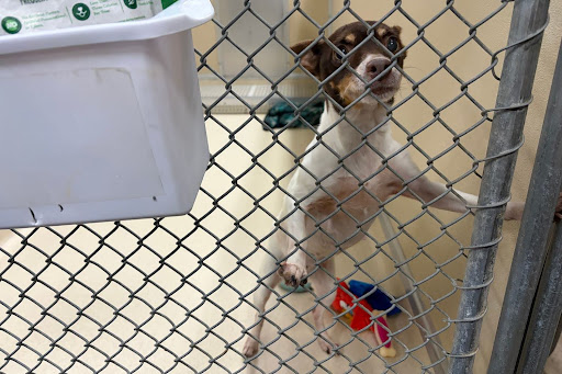 The Faces in Our Shelter
