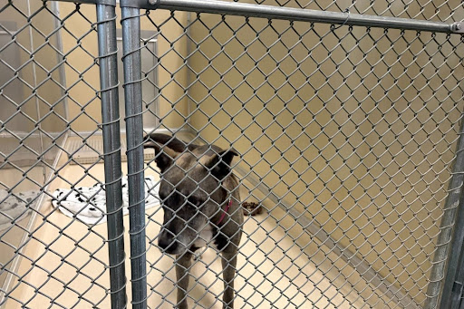 The Faces in Our Shelter