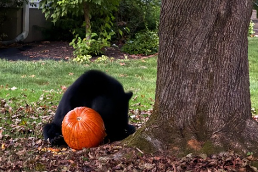South Windsor has a "Bear"y Serious Problem