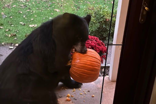 South Windsor has a "Bear"y Serious Problem