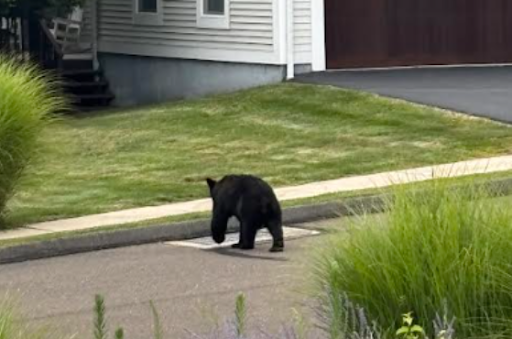 South Windsor has a "Bear"y Serious Problem