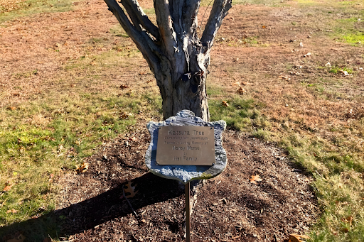 Tree and plaque reading “Planted in Loving Memory of Nancy Morse by Her Family”
