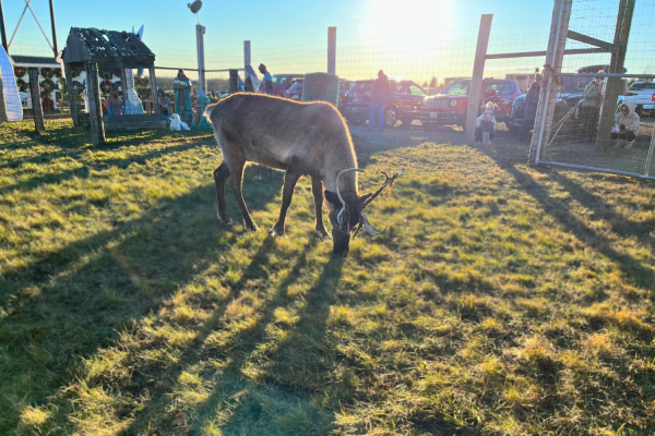 One of the beloved reindeer at Dzen's Christmas Tree Farm