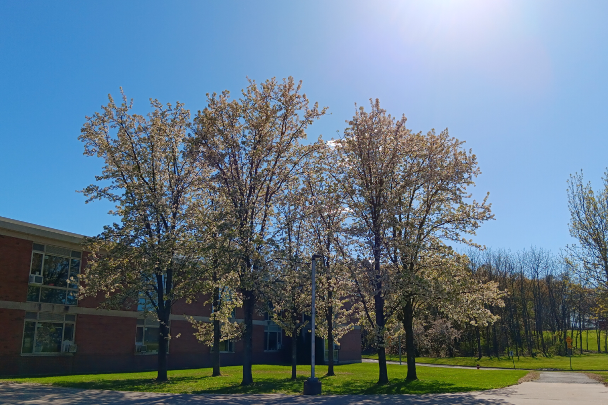 Several of the Bradford pear trees infront of Timothy Edwards Middle School.