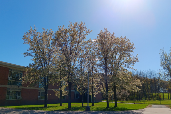 Several of the Bradford pear trees infront of Timothy Edwards Middle School.