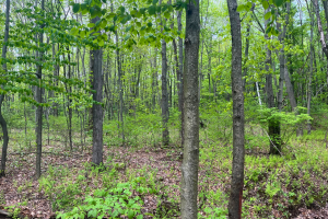 The woods the proposed warehouse will cover when construction begins.